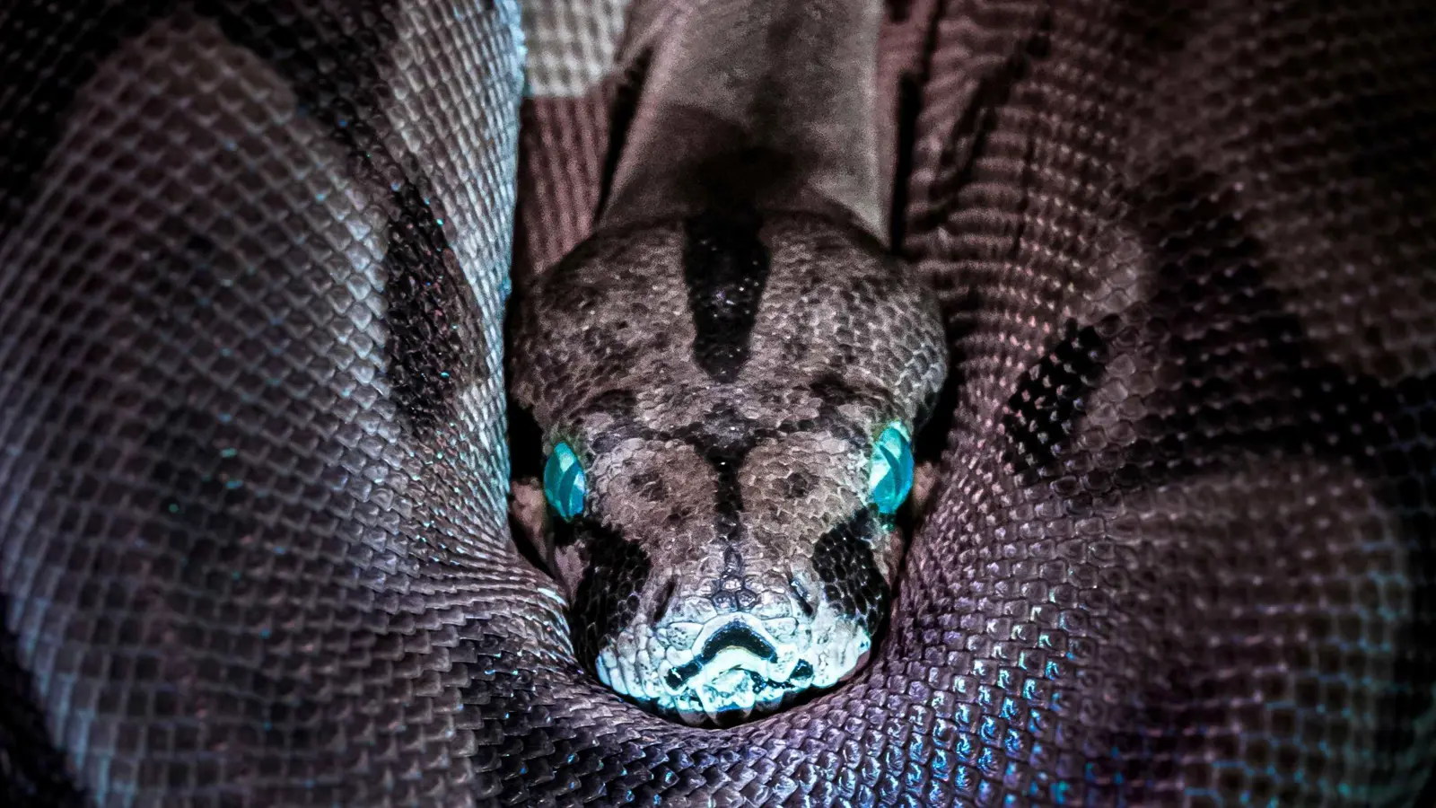 رجل يطلق ثعبانين مرعبين في ممر مبنى بسبب كلب جاره (فيديو)