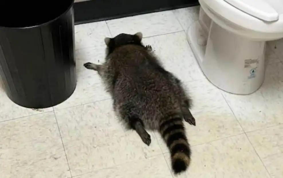 الراكون الثمل في الحمام