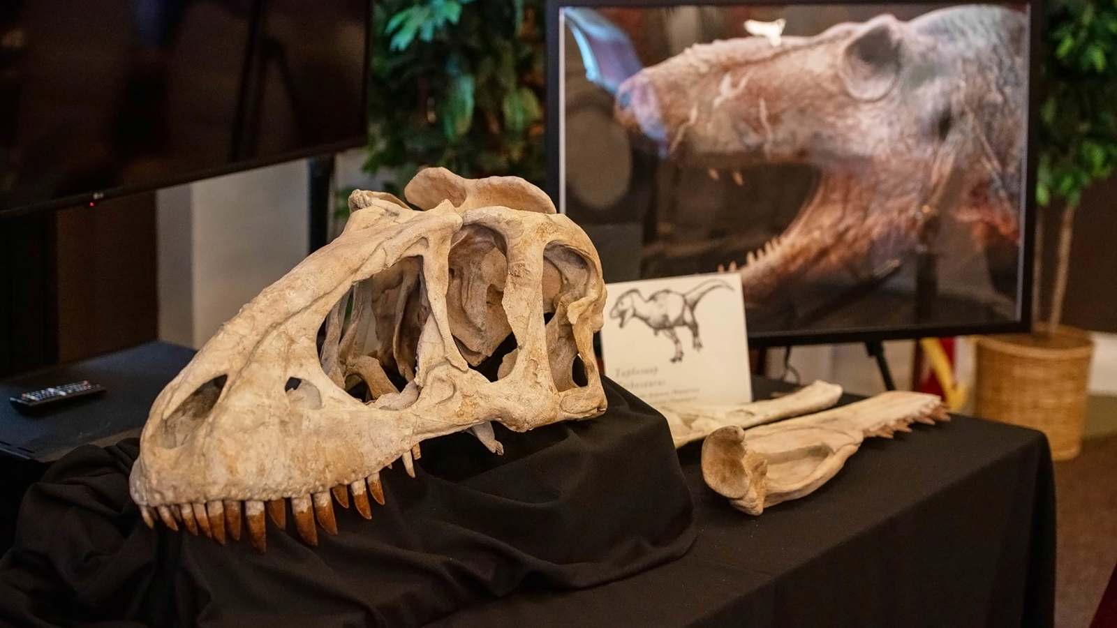 اكتشاف أحفورة ديناصور عمرها 168 مليون سنة في المغرب (صور)