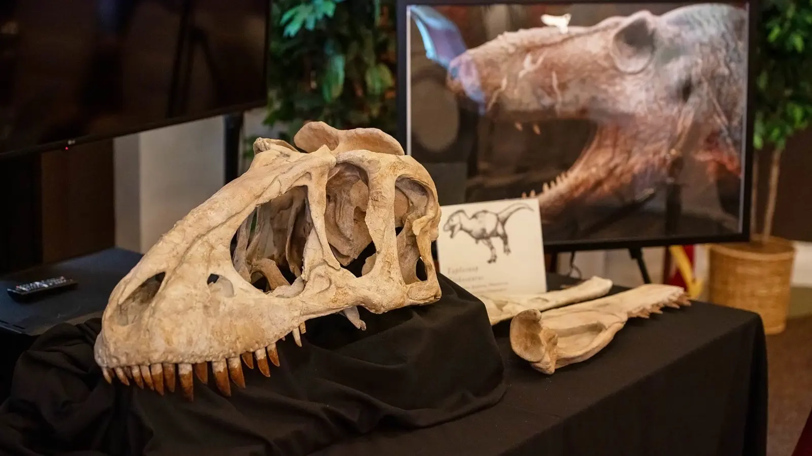 اكتشاف أحفورة ديناصور عمرها 168 مليون سنة في المغرب (صور)