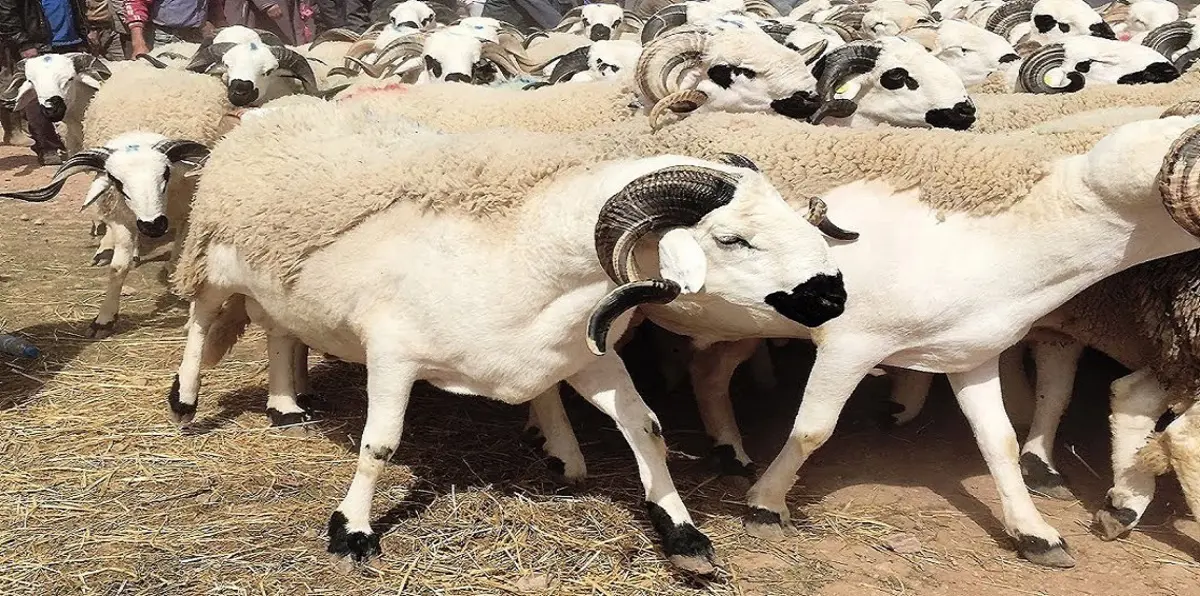 السعودية تستورد 1.2 مليون رأس ماشية خلال موسم الأضاحي