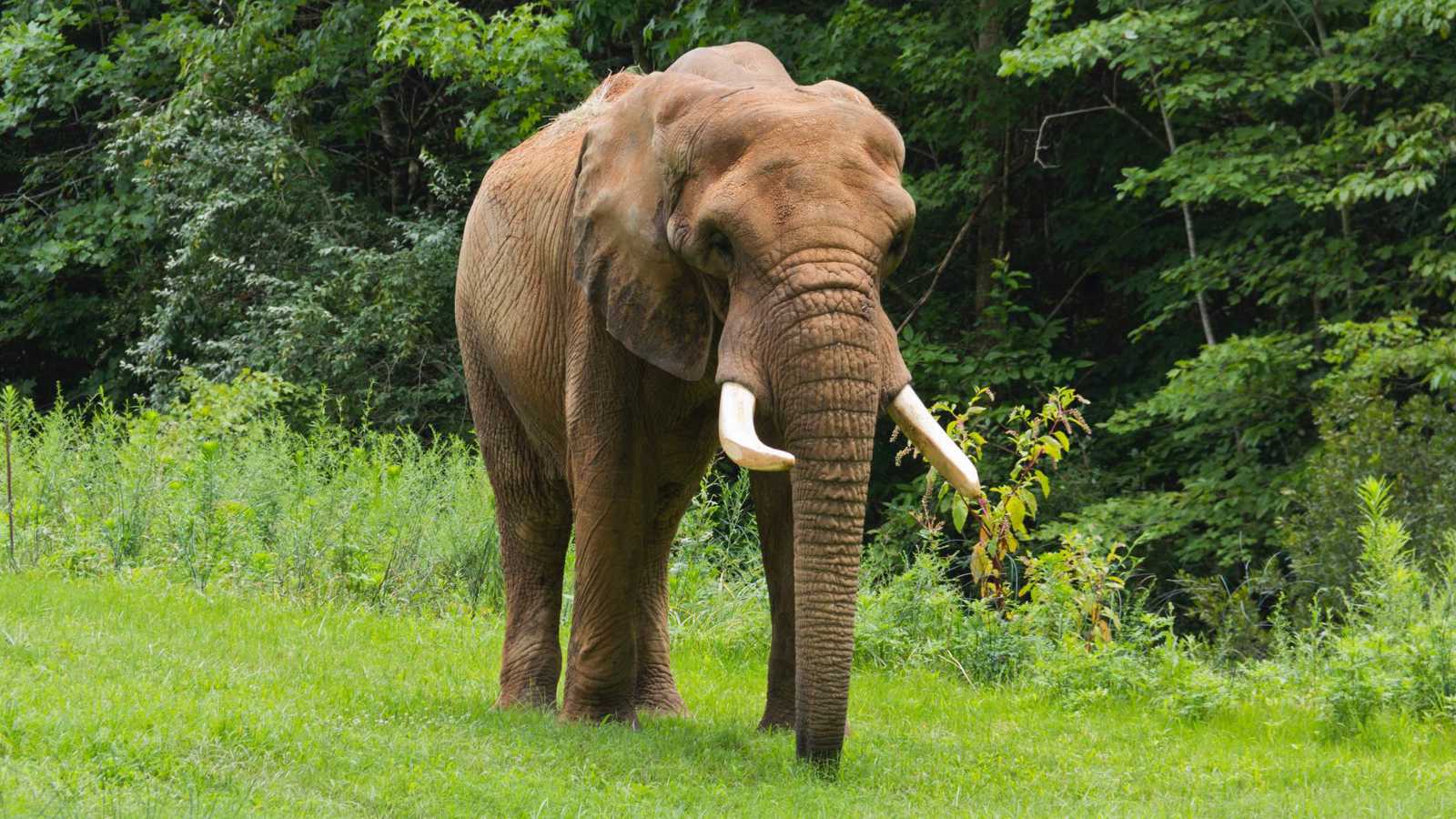 حادثة طريفة.. "جرار" يساعد فيلة مسنة على الوقوف (فيديو)