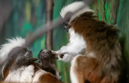 قرد تامارين