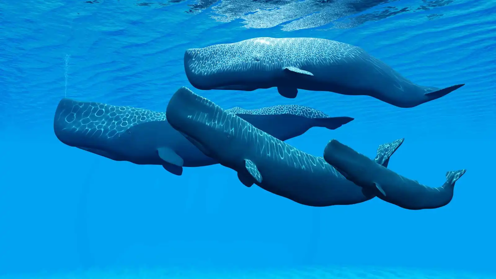 لأول مرة.. توثيق دور "القابلات" في ولادة حيتان العنبر (صور)