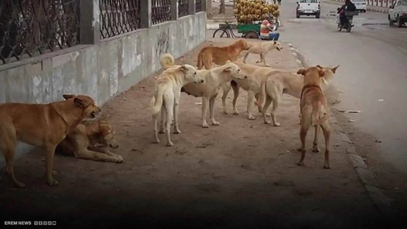 أكثر من مليون حالة عقر.. مصر تواجه "طوفان" كلاب الشوارع (فيديو إرم)