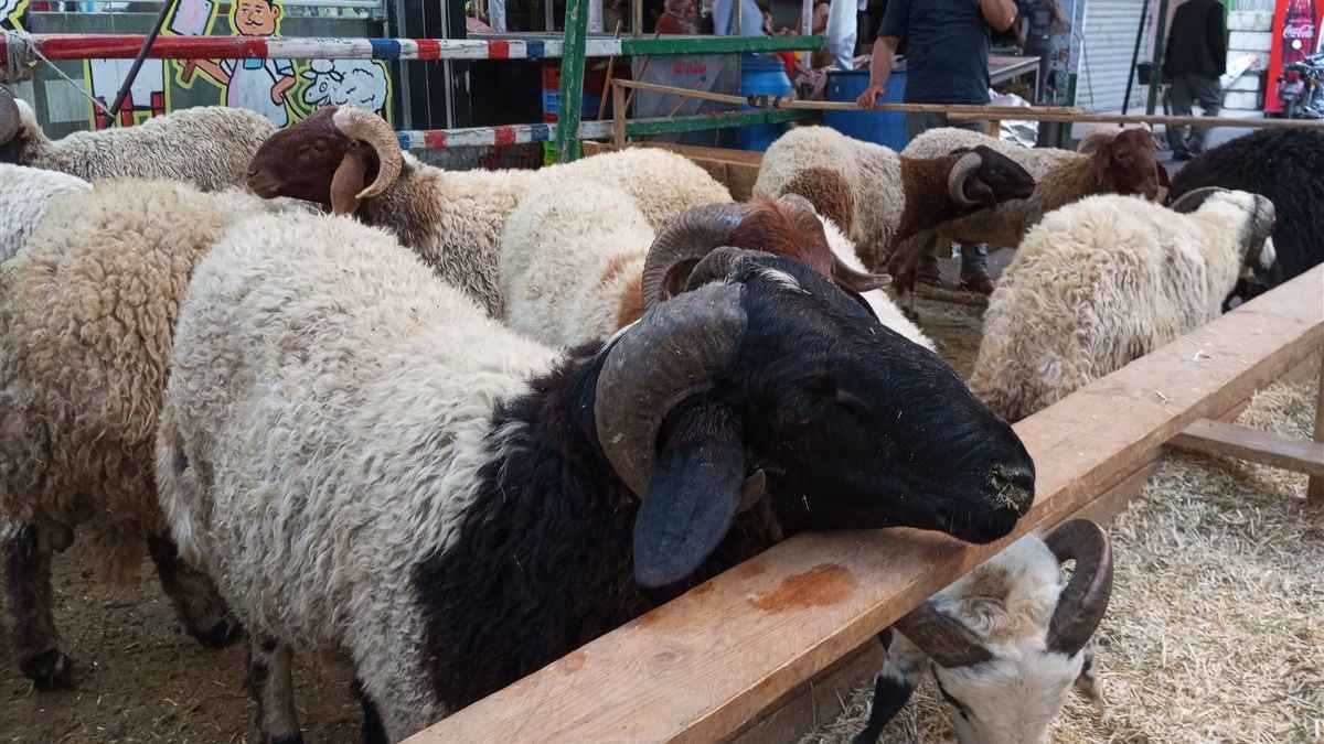 إغلاق أسواق الماشية في تركيا بسبب الحمى القلاعية