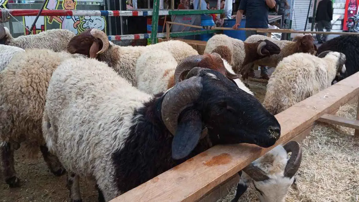 إغلاق أسواق الماشية في تركيا بسبب الحمى القلاعية