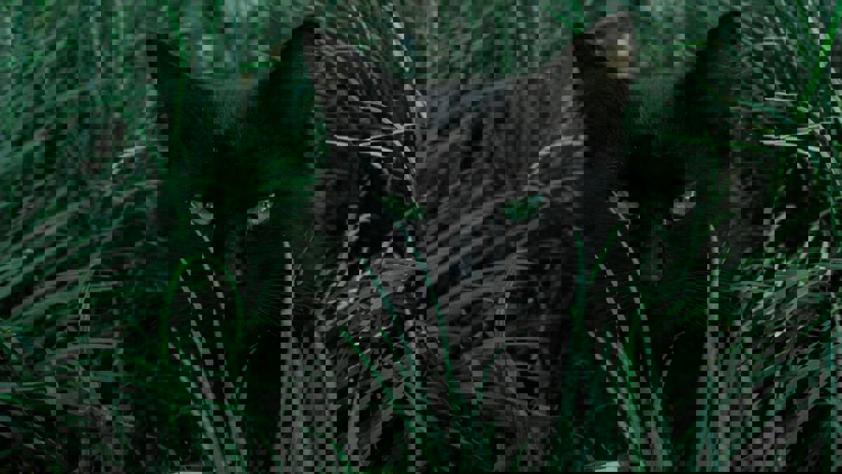 منذ متى يؤمن الناس بالخرافات.. ولماذا؟