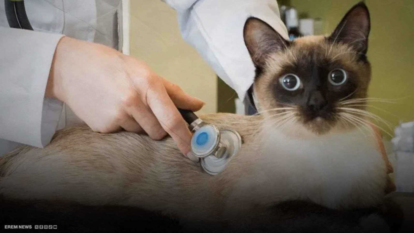 حملة "مياو" لإبر التنحيف تبدأ رحلتها في عالم الحيوان (فيديو إرم)