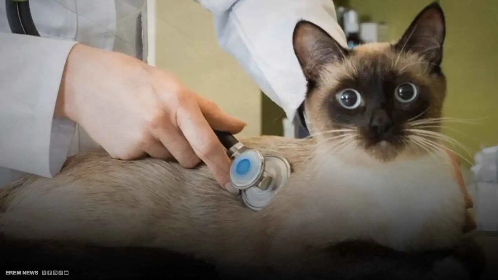 حملة "مياو" لإبر التنحيف تبدأ رحلتها في عالم الحيوان (فيديو إرم)