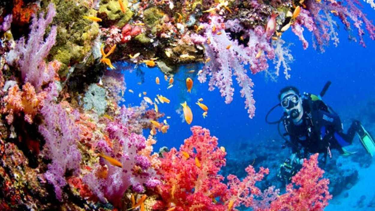 "حمل الموت بيديه".. غواص ينجو بأعجوبة من كائن بحري سام (صورة)