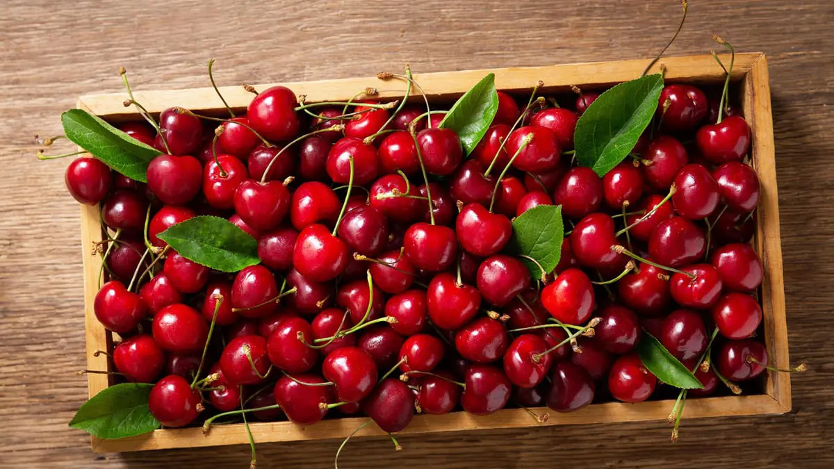 دراسة: الكرز يخفض ضغط الدم 7% في 3 ساعات