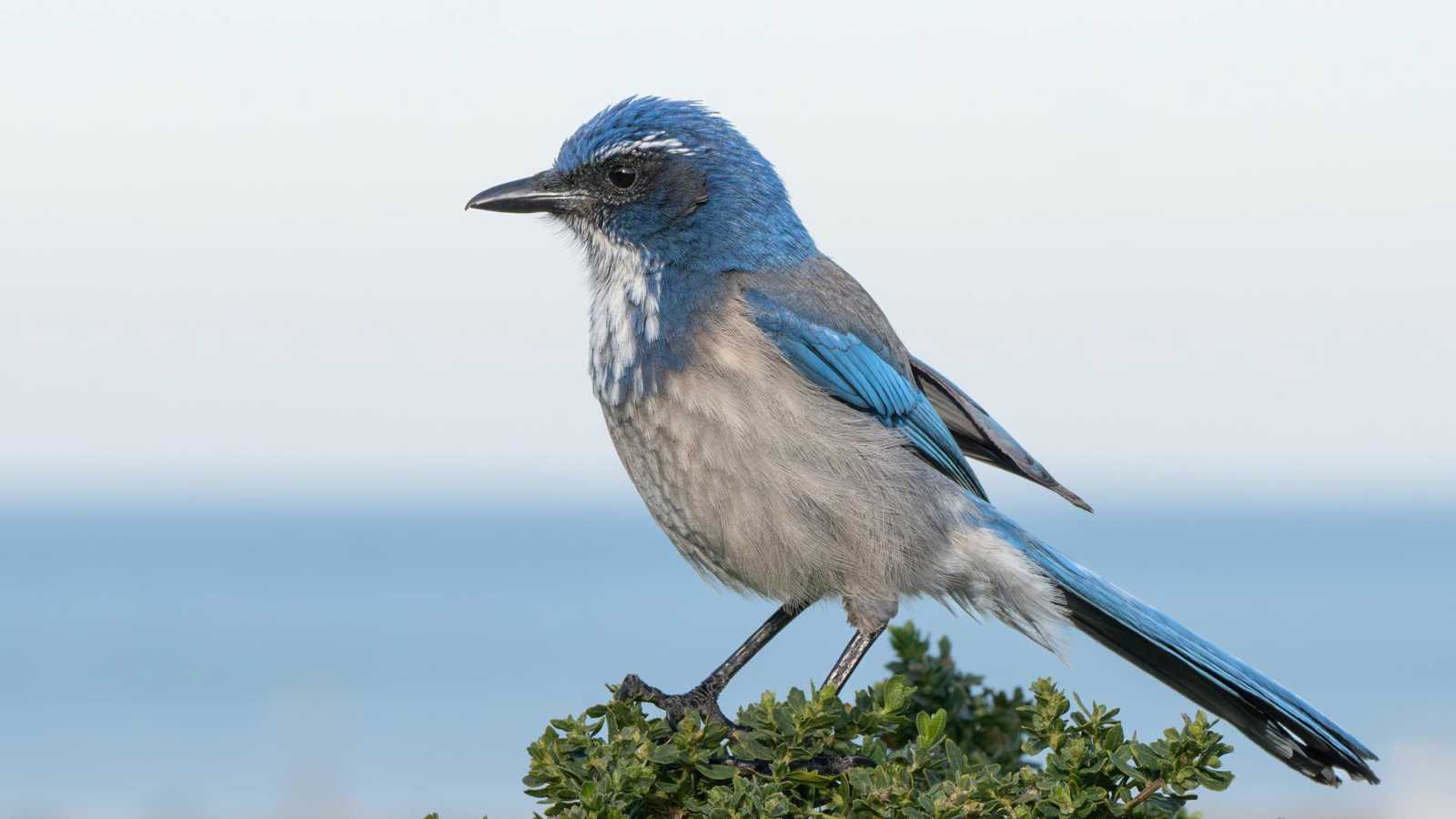 اكتشاف هجين نادر بين طائري "القيق" الأزرق والأخضر
