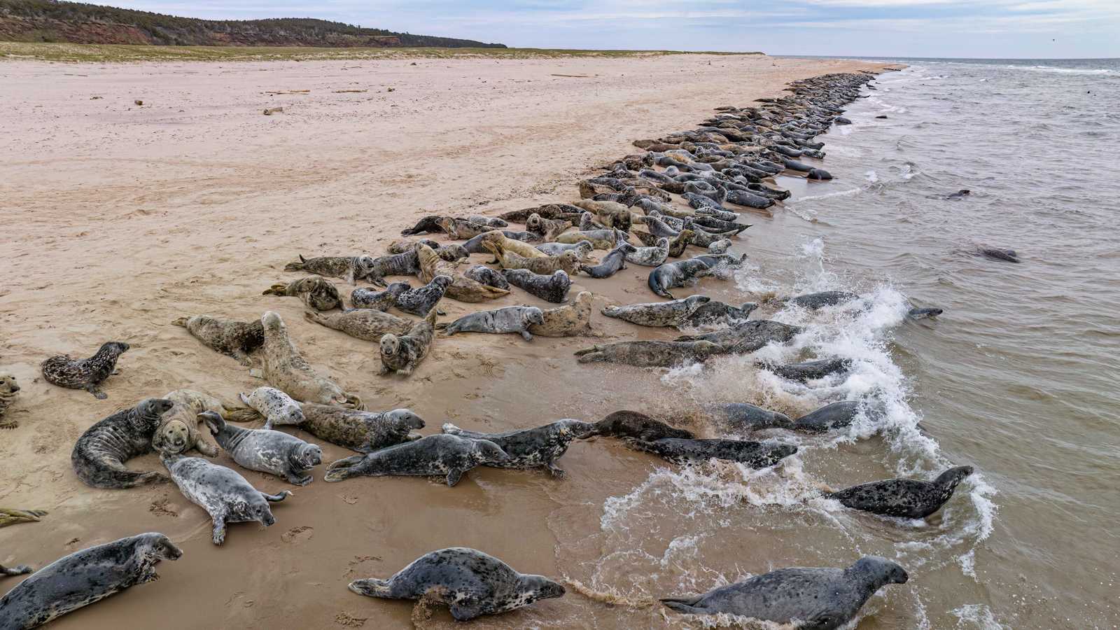 تصدرت "القائمة الحمراء".. الفقمات والطيور تواجه خطر الانقراض