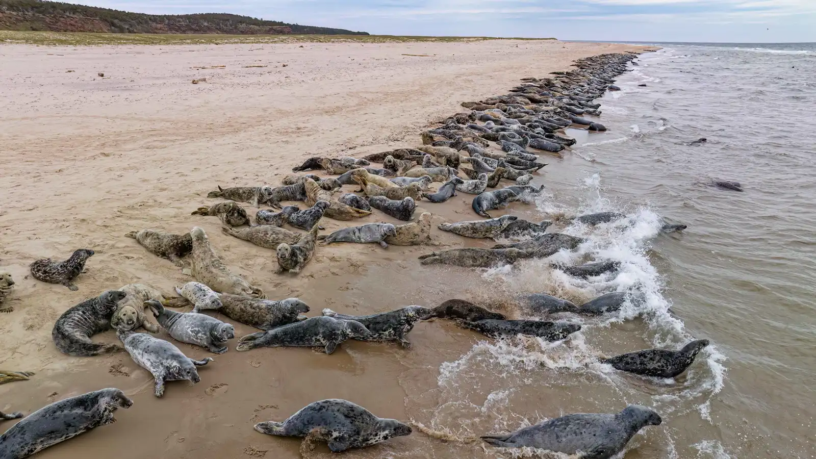 تصدرت "القائمة الحمراء".. الفقمات والطيور تواجه خطر الانقراض