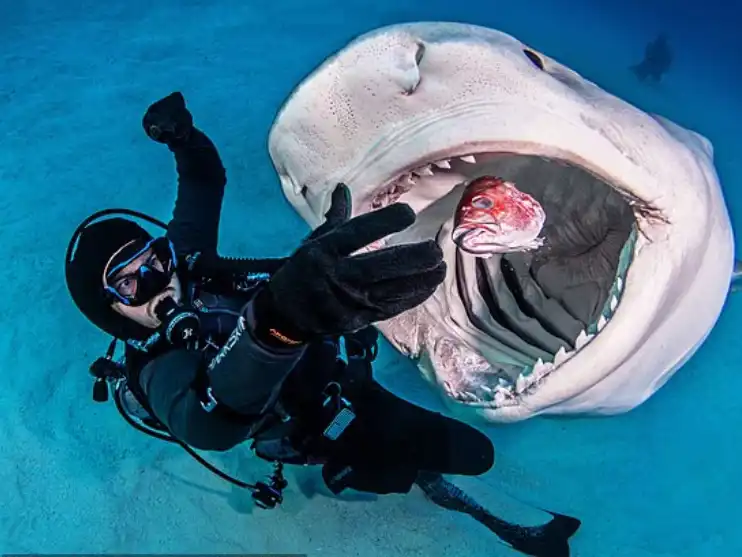 اطعام القرش في الماء