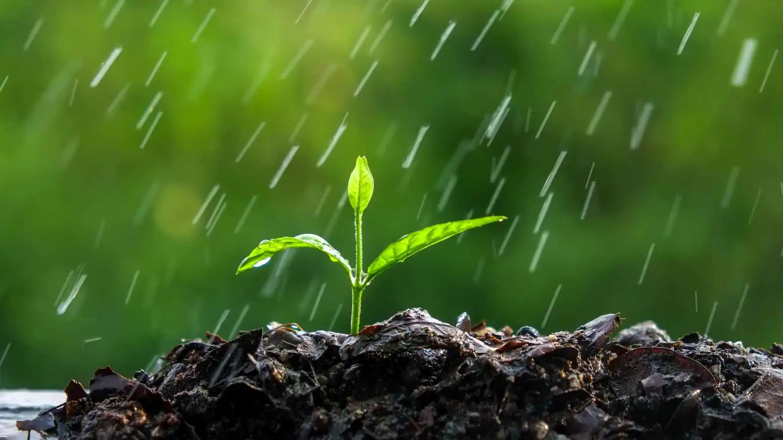 اكتشاف مذهل.. كائنات مجهرية في التربة تتحكم في هطول الأمطار