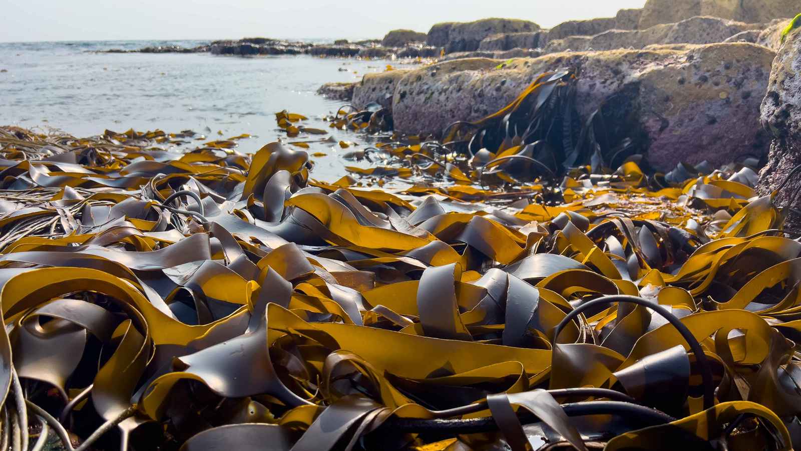 كميات قياسية من الطحالب تسبب أزمة في البحر الكاريبي