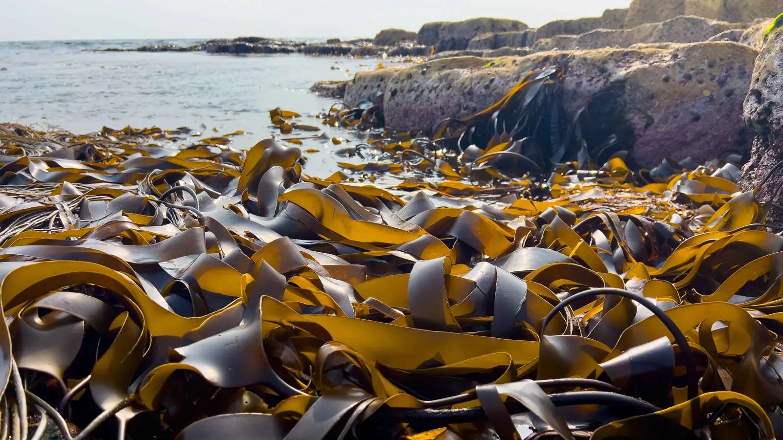 كميات قياسية من الطحالب تسبب أزمة في البحر الكاريبي