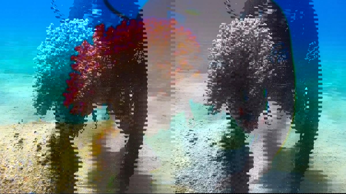 تقرير إسرائيلي يحذر من احترار البحر وتدهور الشعب المرجانية في إيلات‎