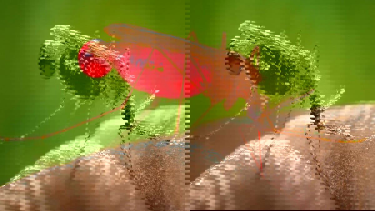 دراسة: خمول البعوض يوفر طرقا جديدة لمكافحة الملاريا