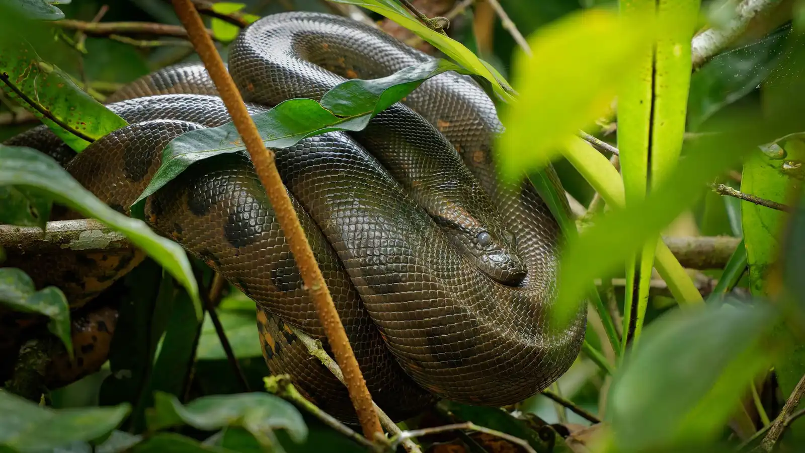 حفريات تكشف ثبات حجم "الأناكوندا" منذ 12 مليون سنة (صور)