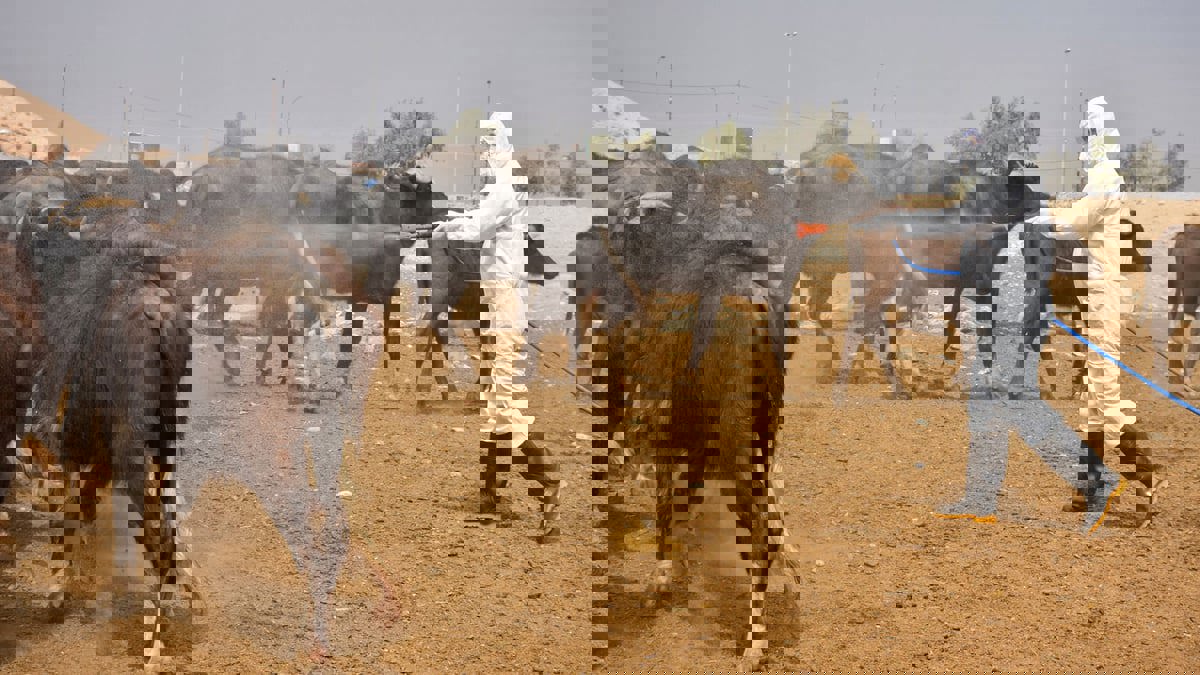 العراق يعلن وفاة 23 وإصابة 136 آخرين بمرض الحمى النزفية