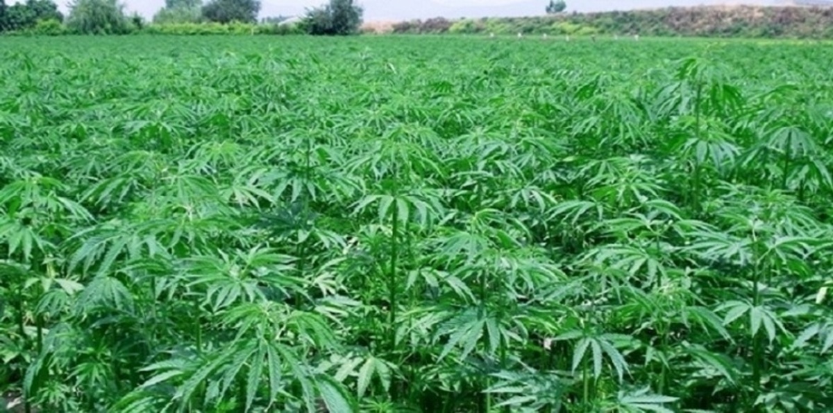 رئيس دولة يأمر بزيادة المساحات المزروعة بالمخدرات في بلاده