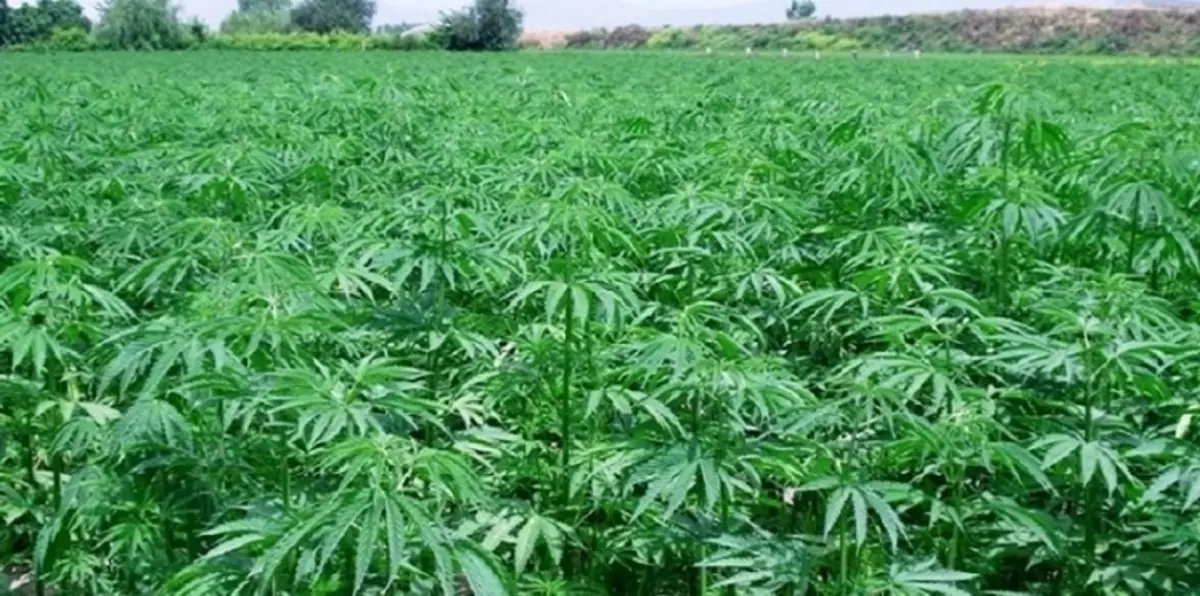 رئيس دولة يأمر بزيادة المساحات المزروعة بالمخدرات في بلاده