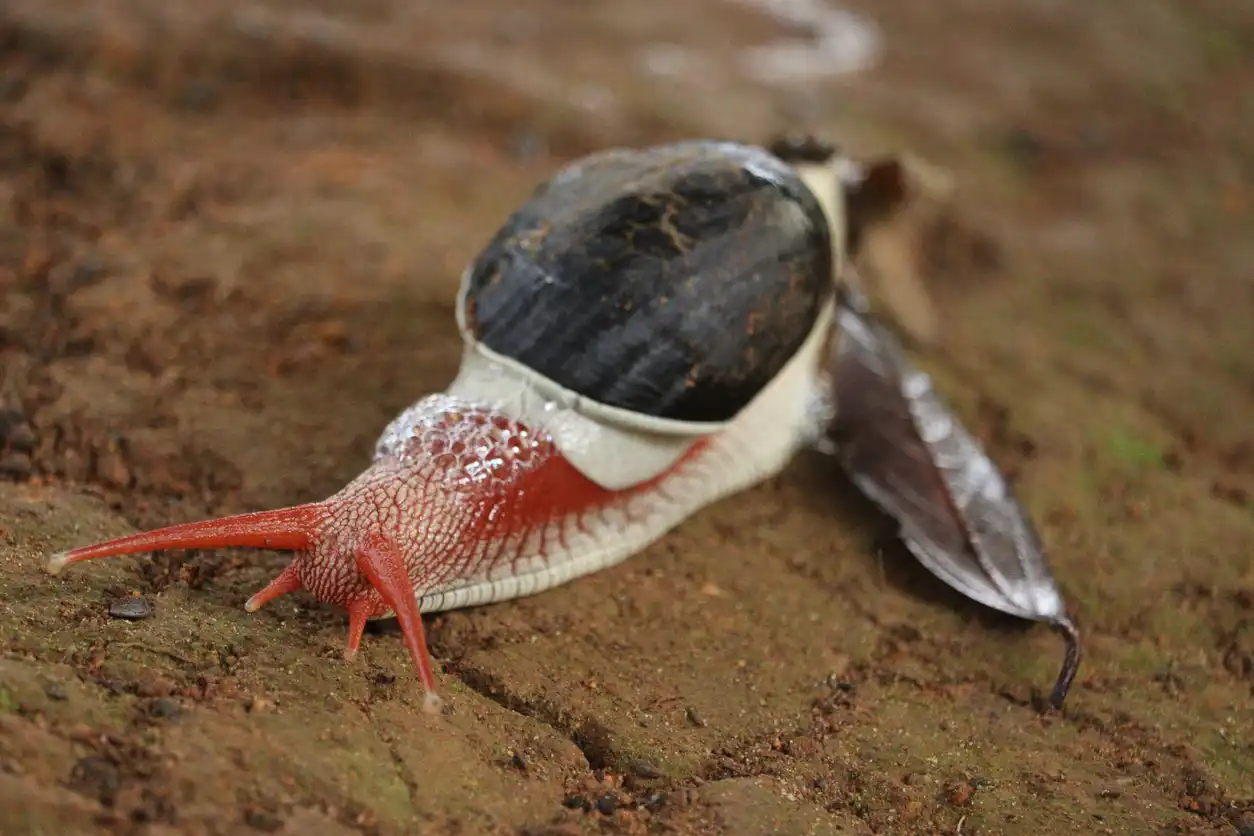 قواقع مصاصة الدماء