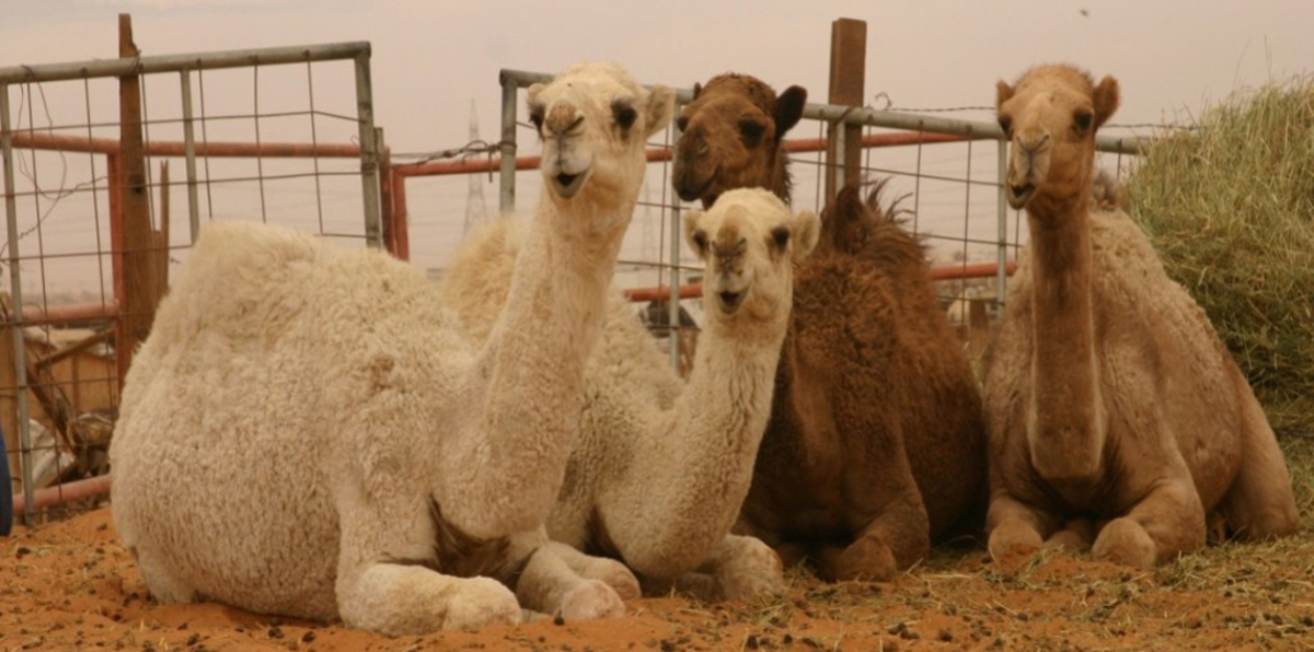 بينها تصغير الأذن وتكبير الوجه.. السعودية تحظر إجراء العمليات التجميلية للإبل