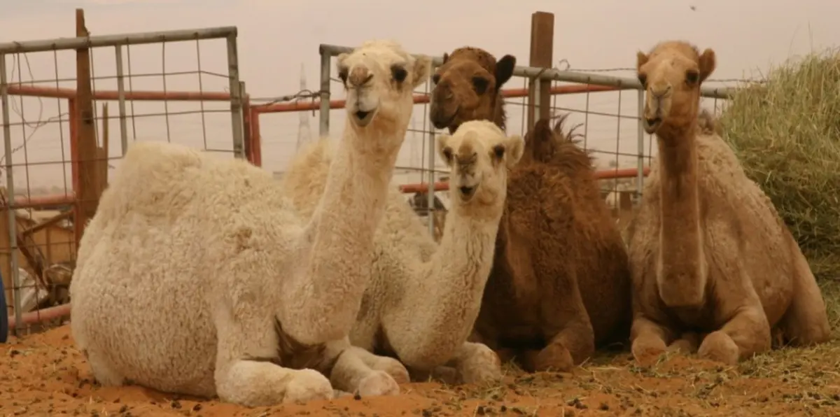 بينها تصغير الأذن وتكبير الوجه.. السعودية تحظر إجراء العمليات التجميلية للإبل