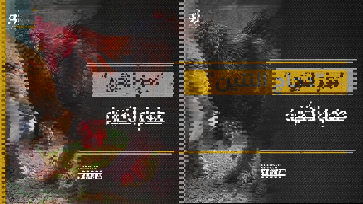 "دجاج التنين".. ما لا تعرفه عن أغرب سلالات الدجاج في العالم