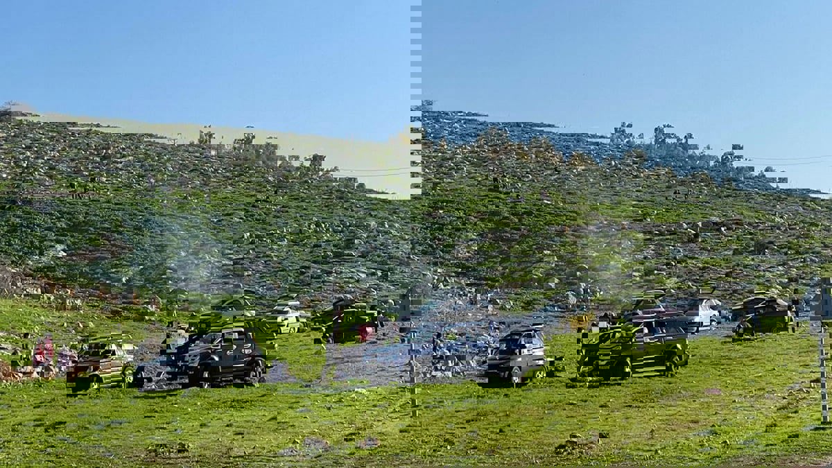 ساكورا الأردنيين