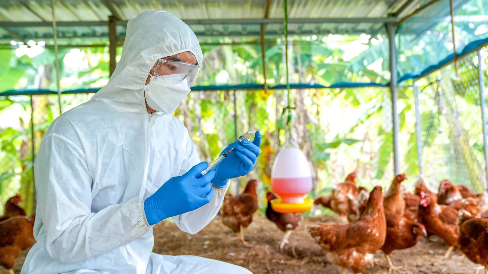 ليبيريا تسجل أول تفشٍ لفيروس إنفلونزا الطيور