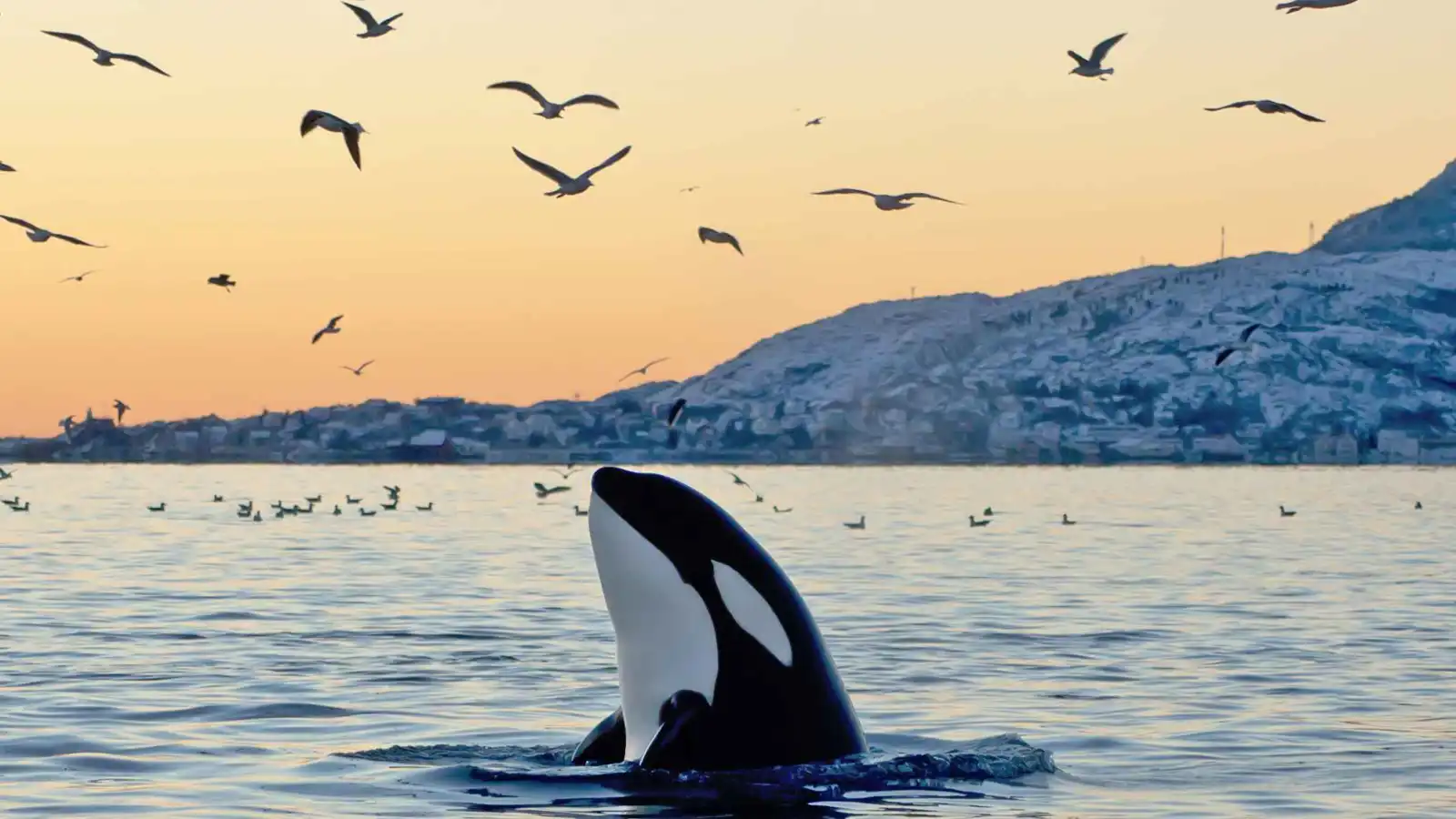 اكتشاف نظام تواصل فريد لدى الحيتان القاتلة في مضيق جبل طارق