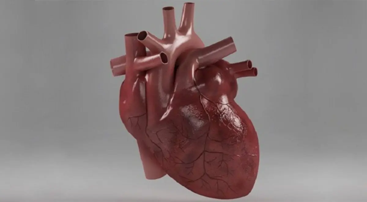 ثاني مريض بقلب صناعي يعيش حياة طبيعية‎