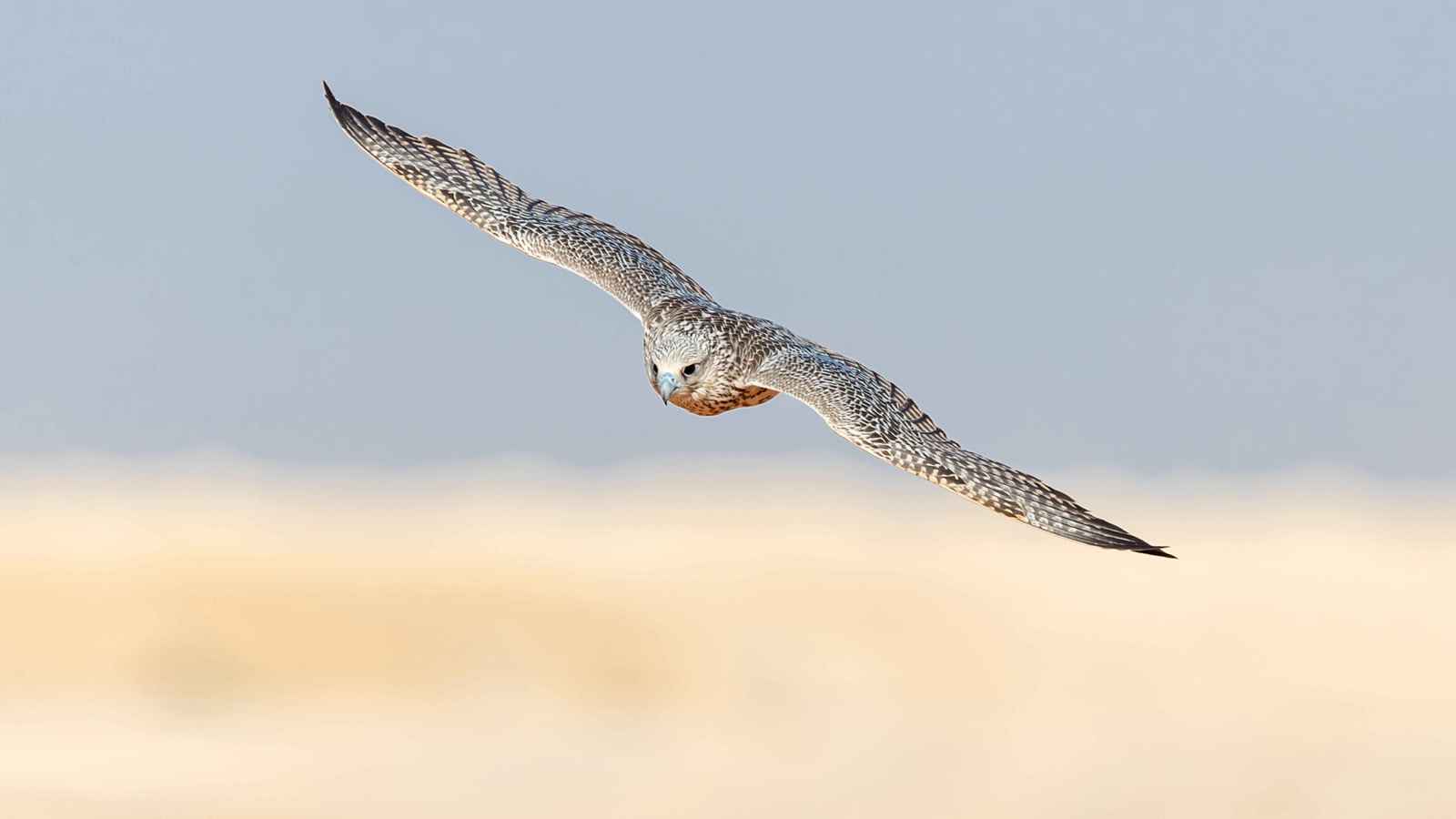 "طير حر نادر" في سوريا يثير ضجة كبيرة (فيديو إرم)