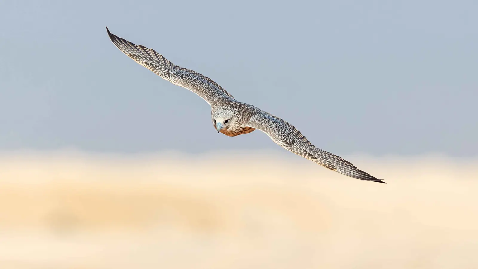 بضربة واحدة.. نسر ضخم يطيح بطائرة مسيّرة في إيران