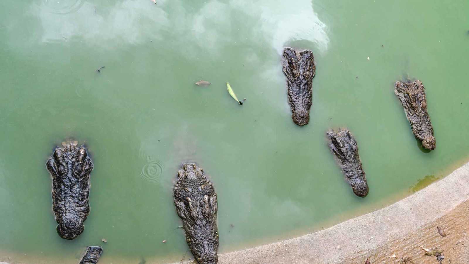 إسرائيل تعدم 200 تمساح في "مزرعة مهجورة" (فيديو)