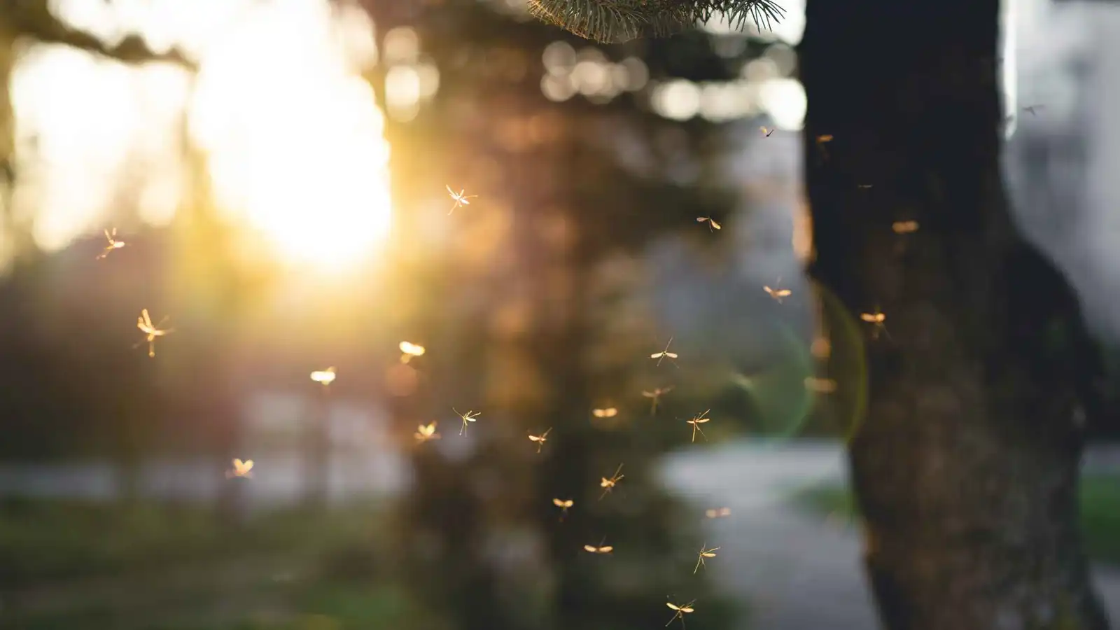 دراسة تحذّر: النشاط البشري يغيّر سلوك البعوض