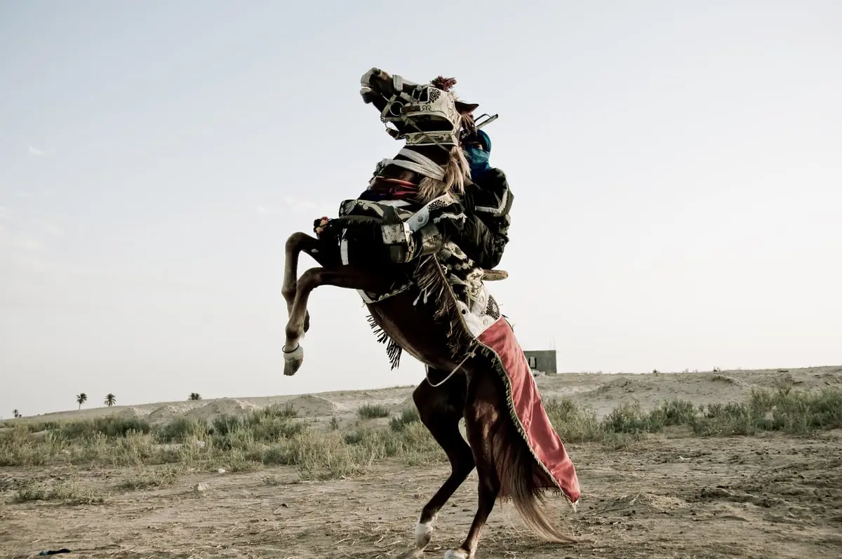 خيول عنترة والزير سالم تفقد بريقها أمام حصان أحمر ذي نسب أمريكي (صور)