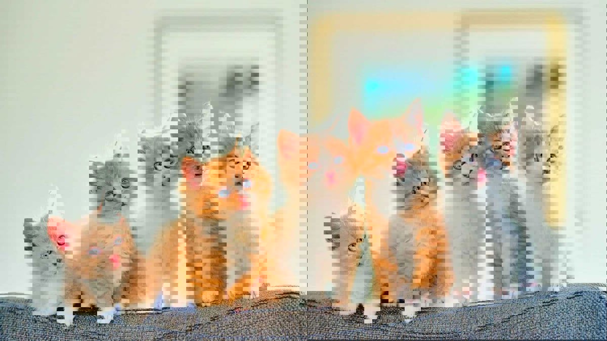 بعد توقف القذائف.. طرابلس تحتفي بمسابقة ملكة جمال القطط