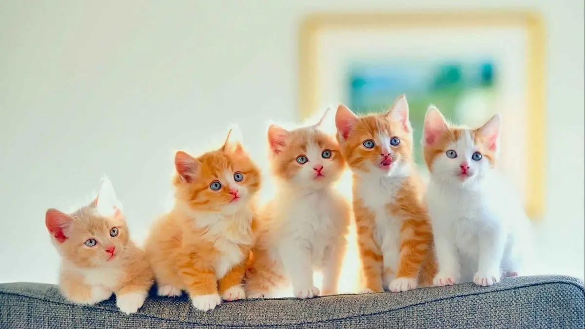 بعد توقف القذائف.. طرابلس تحتفي بمسابقة ملكة جمال القطط