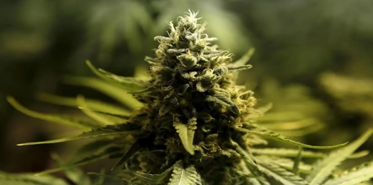 بالقانون.. مايكروسوفت تعمل في المخدرات