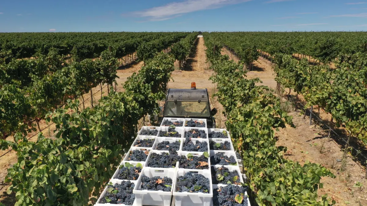 البرتغال.. الأحوال الجوية تتسبب بخسائر فادحة في إنتاج العنب والزيتون 