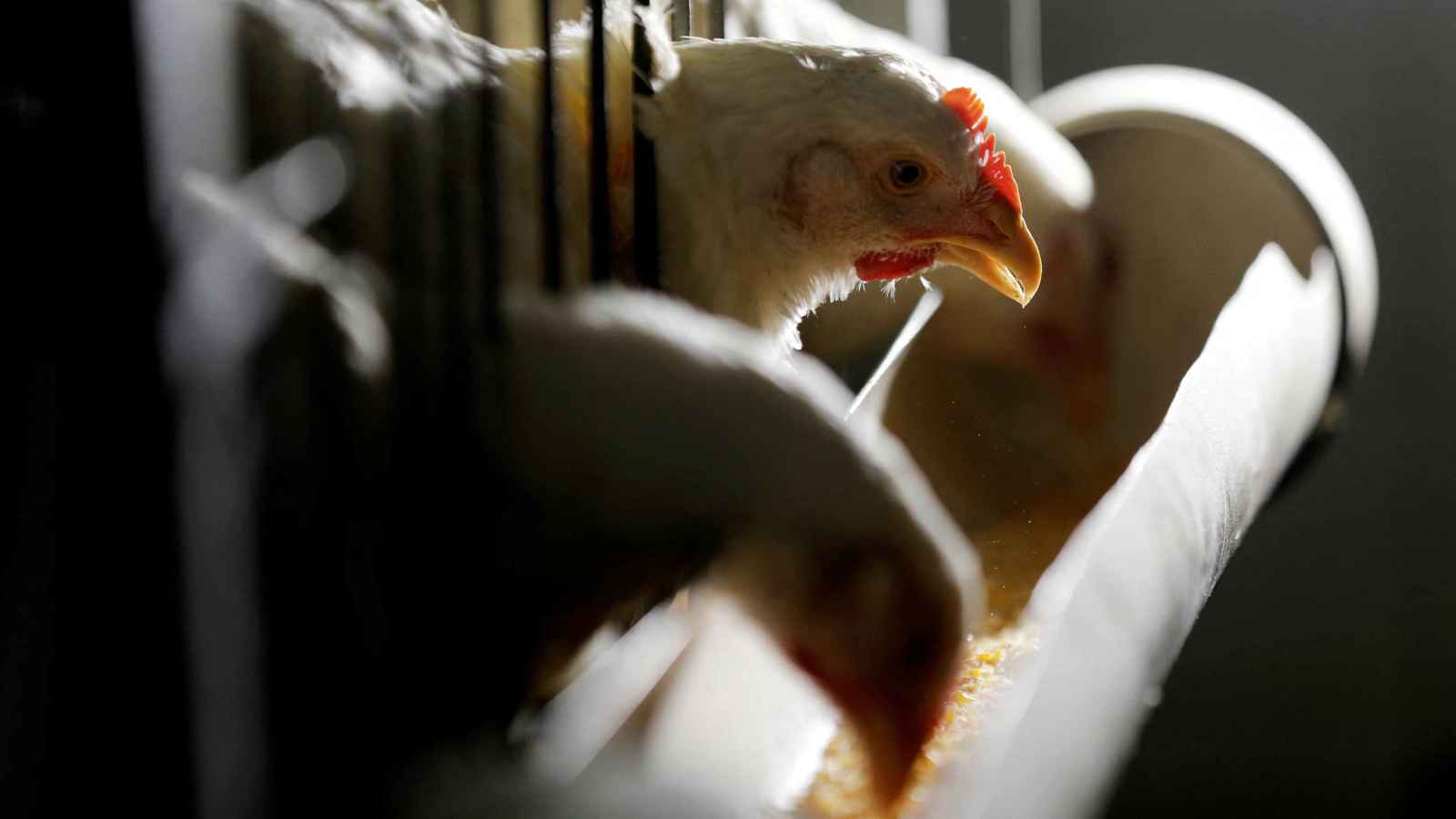 دولتان عربيتان تخففان قيود استيراد لحوم الدجاج البرازيلية