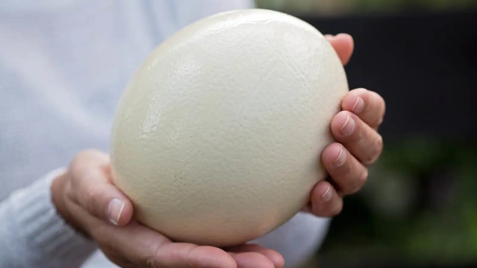 بيض النعام.. فوائد غذائية عالية ومخاطر محتملة