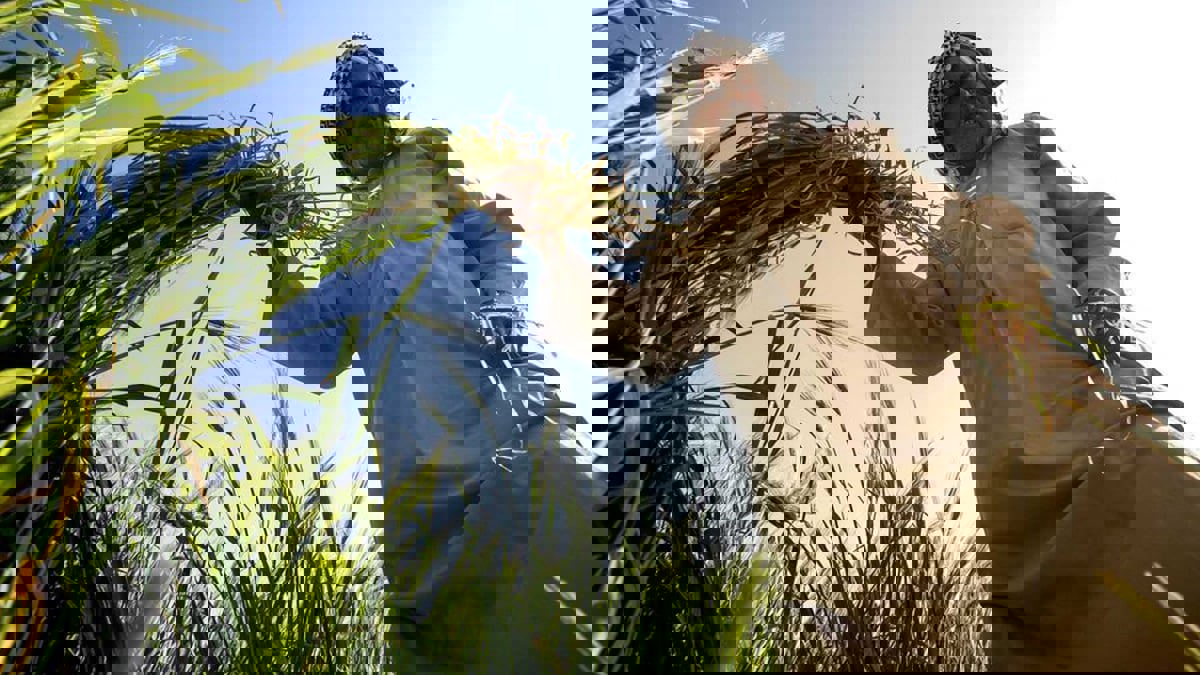 العراق.. ما أبعاد امتناع المزارعين عن بيع القمح للحكومة؟