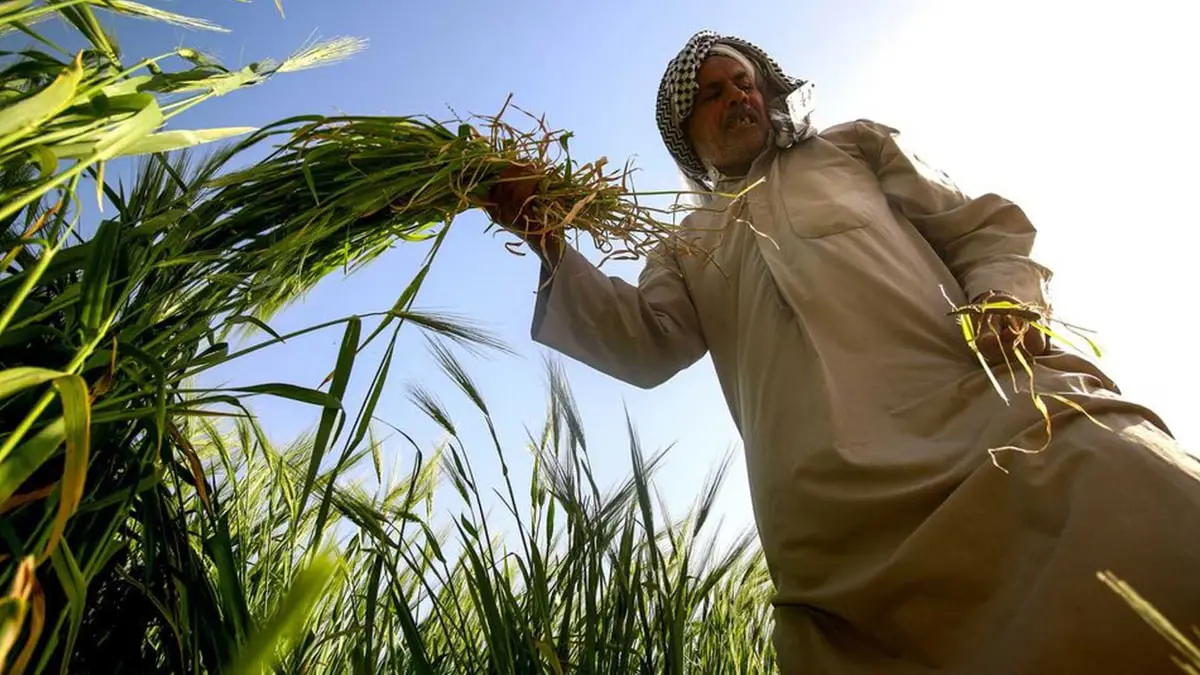 العراق.. ما أبعاد امتناع المزارعين عن بيع القمح للحكومة؟